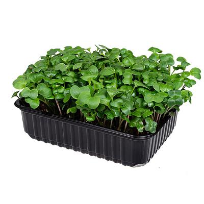  Микрозелень дайкона в интернет-магазине свежих фермерских продуктов Apeti.ru