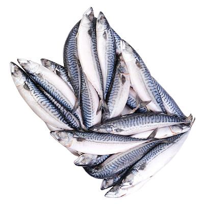  Скумбрия крупная мурманская замороженная 400/600 ОПТ в интернет-магазине свежих фермерских продуктов Apeti.ru