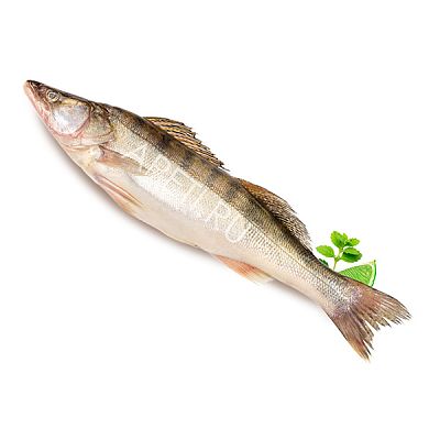 Судак азовский охлажденный средний