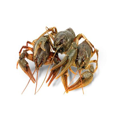 Раки живые средние 1 кг в Apeti.ru Раки живые средние 1 кг в интернет-магазине свежих фермерских продуктов Apeti.ru