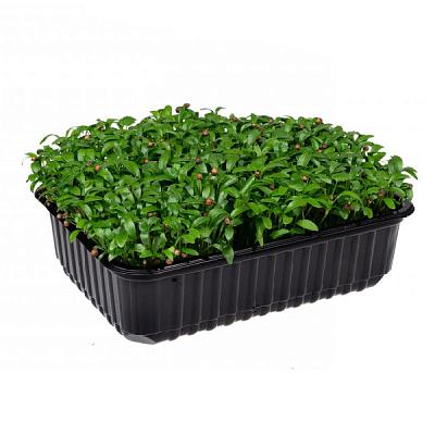 Микрозелень кинзы (кориандра) в Apeti.ru Микрозелень кинзы (кориандра) в интернет-магазине свежих фермерских продуктов Apeti.ru