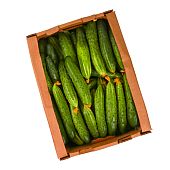Огурцы ТСХ ОПТ