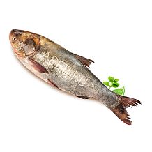 Толстолобик охлажденный