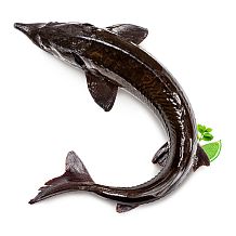 Осетр (Стерлядь) живой