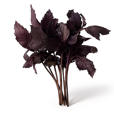 Базилик красный в Apeti.ru Базилик красный в интернет-магазине свежих фермерских продуктов Apeti.ru