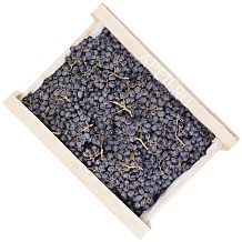 Виноград черный кишмиш ОПТ