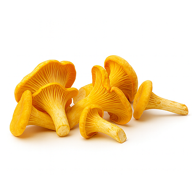 Грибы лисички