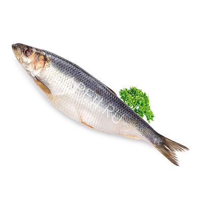 Сельдь слабосоленая 500+