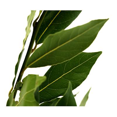 Лавровый лист ветка в Apeti.ru Лавровый лист ветка в интернет-магазине свежих фермерских продуктов Apeti.ru
