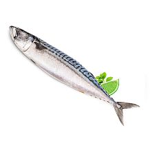 Скумбрия крупная мурманская замороженная 400/600  кг