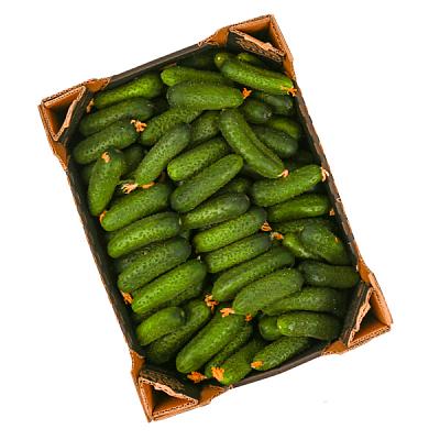  Огурцы кураж ОПТ в интернет-магазине свежих фермерских продуктов Apeti.ru