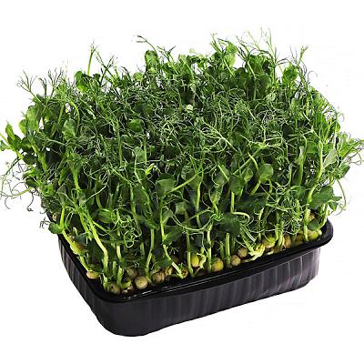  Микрозелень гороха в интернет-магазине свежих фермерских продуктов Apeti.ru