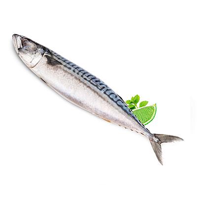  Скумбрия крупная мурманская замороженная 400/600  кг в интернет-магазине свежих фермерских продуктов Apeti.ru