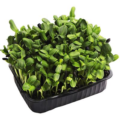  Микрозелень подсолнечника в интернет-магазине свежих фермерских продуктов Apeti.ru