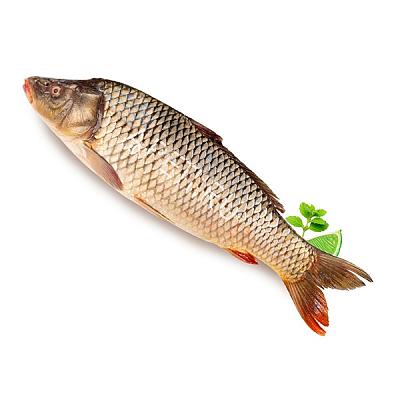  Сазан охлажденный крупный в интернет-магазине свежих фермерских продуктов Apeti.ru