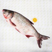 Толстолобик крупный охлажденный