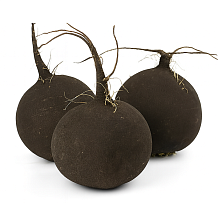 Редька черная