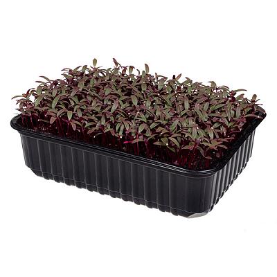  Микрозелень амаранта в интернет-магазине свежих фермерских продуктов Apeti.ru