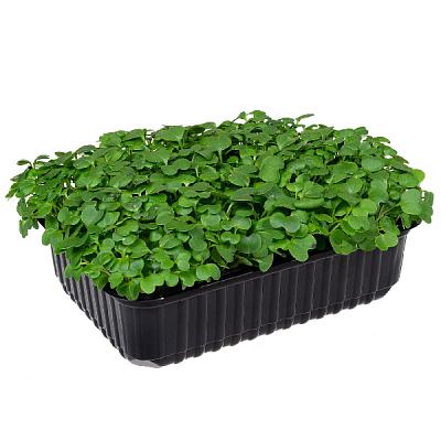  Микрозелень горчицы в интернет-магазине свежих фермерских продуктов Apeti.ru